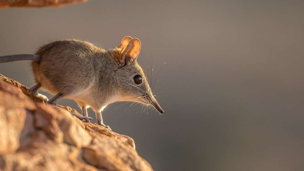 Treuer Partner: Elefantenspitzmaus