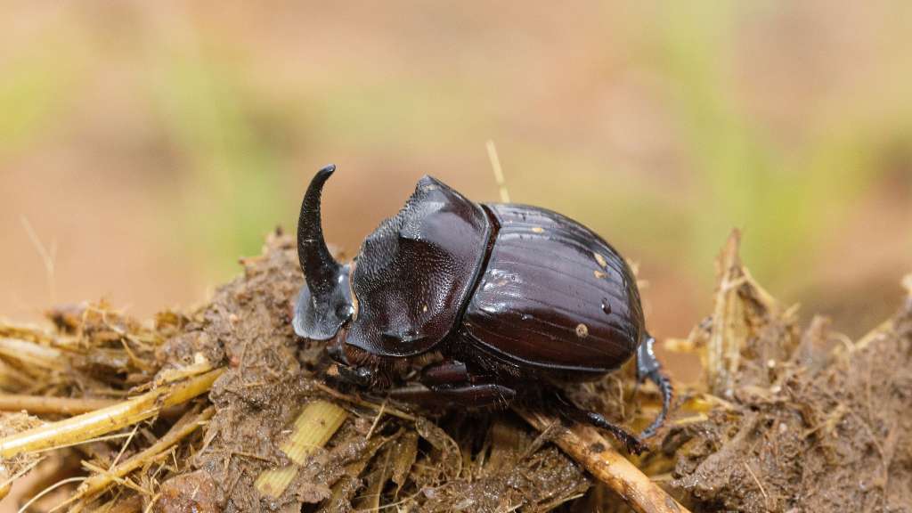 Ein schwarzer Käfer mit Hörnern sitzt auf einem Haufen Schlamm /media/cache/w1024-h576-c1024x576/11104675.jpg.webp