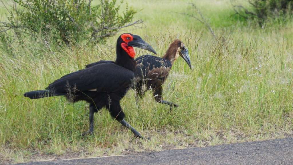 Zwei schwarze Vögel mit roten Augen stehen nebeneinander