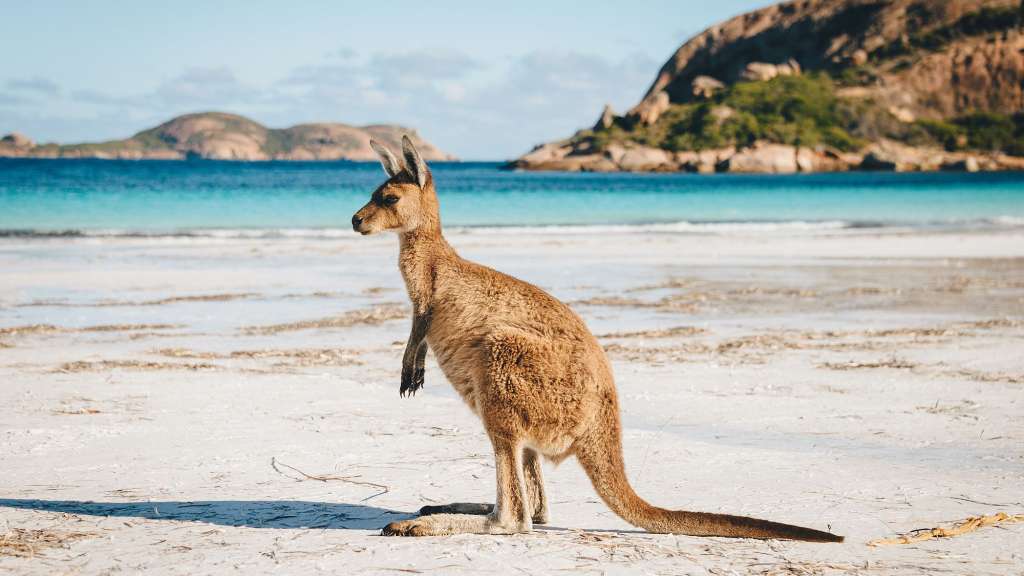 Ein Känguru steht auf einem weißen Sandstrand mit dem blauen Ozean und den Hügeln im Hintergrund.