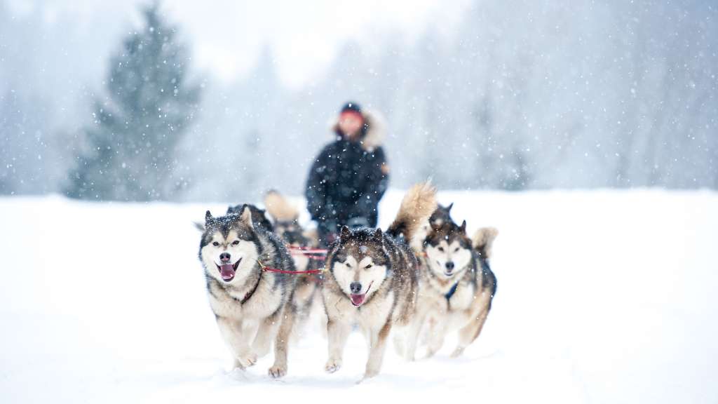 Fahrt durch die Winterlandschaft: Hundeschlittentour