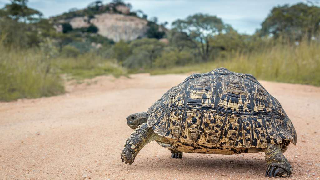 Leopardenschildkröte im Krüger Park /media/cache/w1024-h576-c1024x576/11120667.jpg.webp