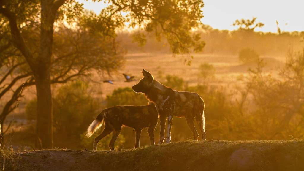 Zwei Hunde stehen auf einem Hügel bei Sonnenuntergang