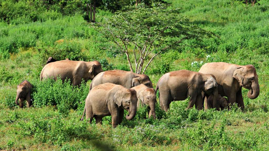 Elefanten Kui Buri Nationalpark
