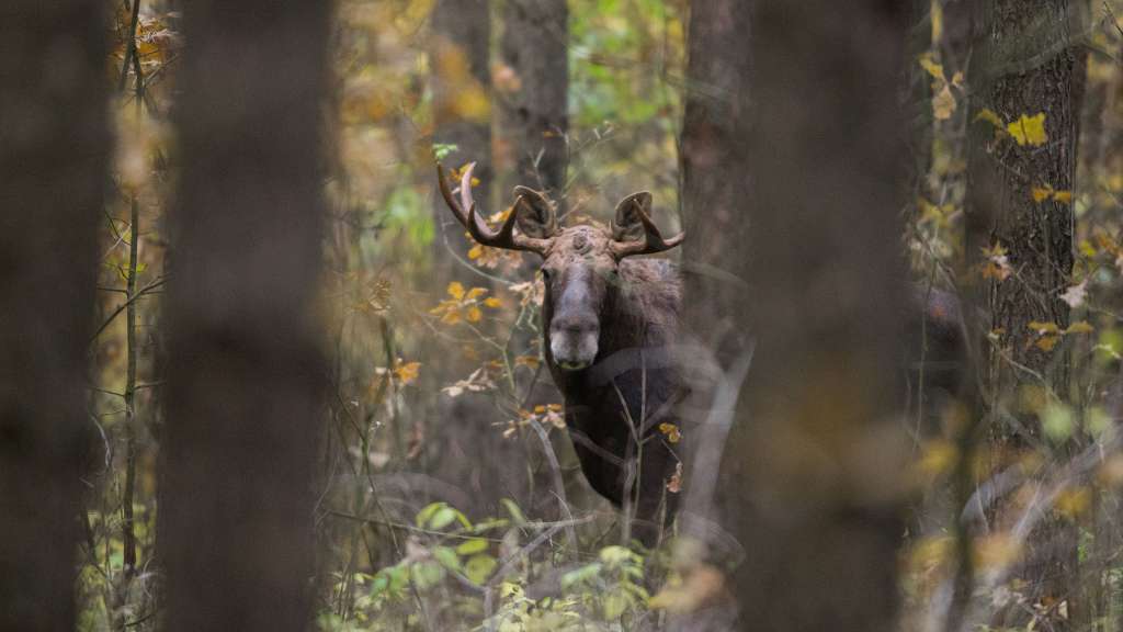 Waldabenteuer: Elchsafari
