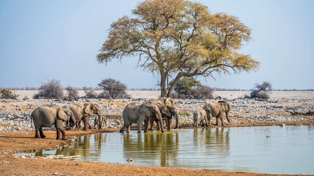 Elefantenherde im Etosha