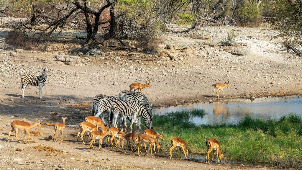 Zebras und Antilopen an einem Wasserloch in Namibia