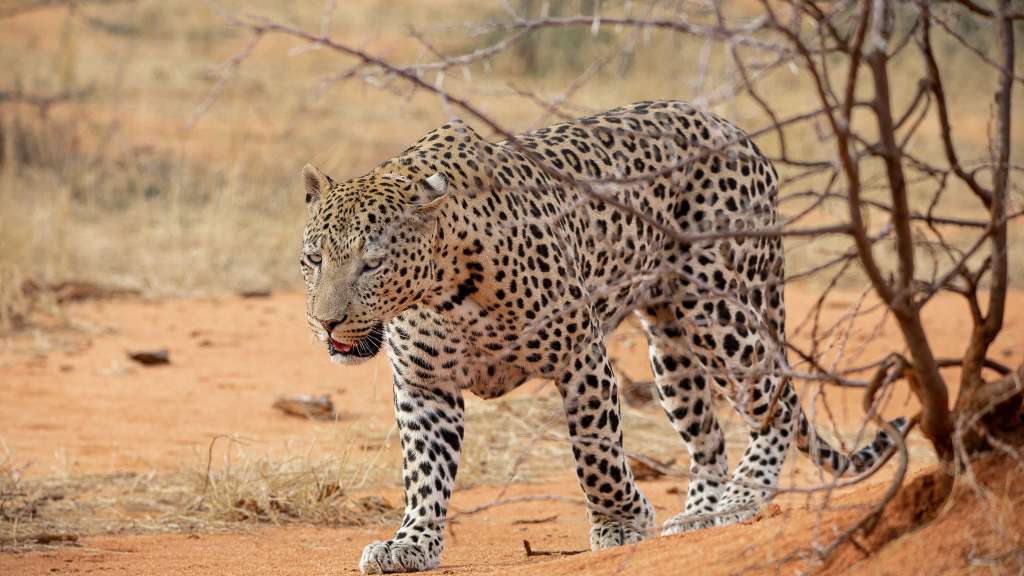 Leopard im Nationalpark Kgalagadi