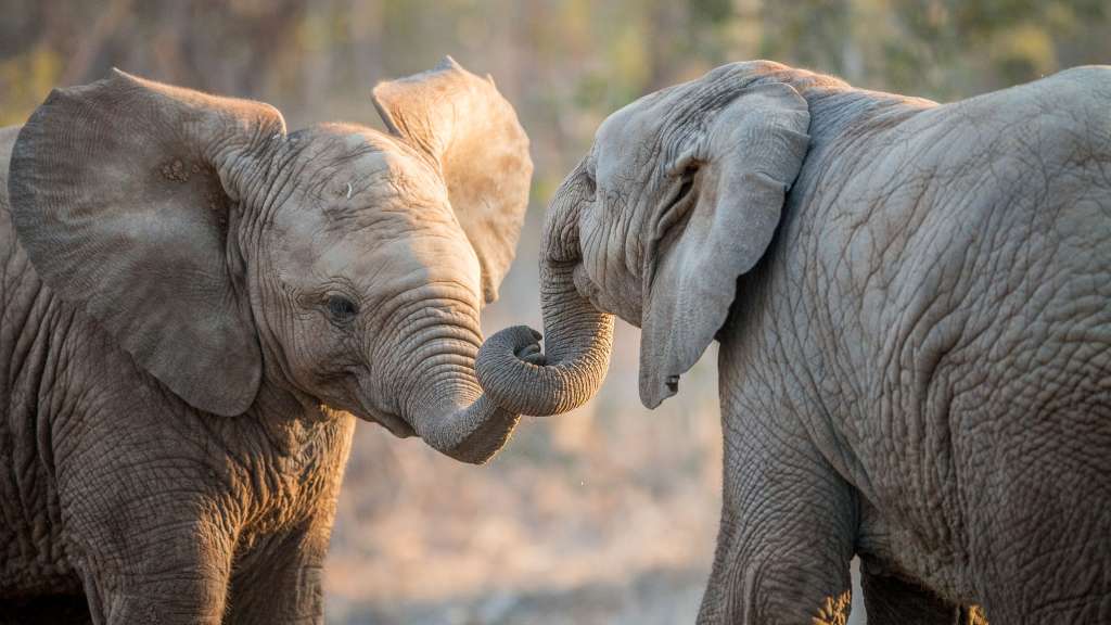 Elefanten im Krüger Nationalpark