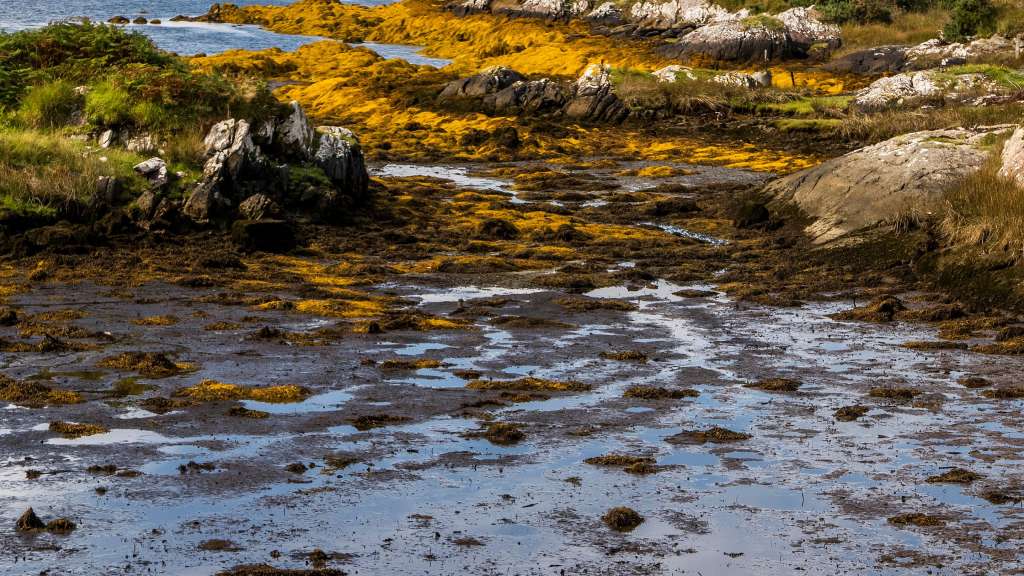 Ein felsiger, mit Seetang bedeckter Küstenstreifen mit blauem Wasser und einer bewölkten Himmelslandschaft im Hintergrund.
