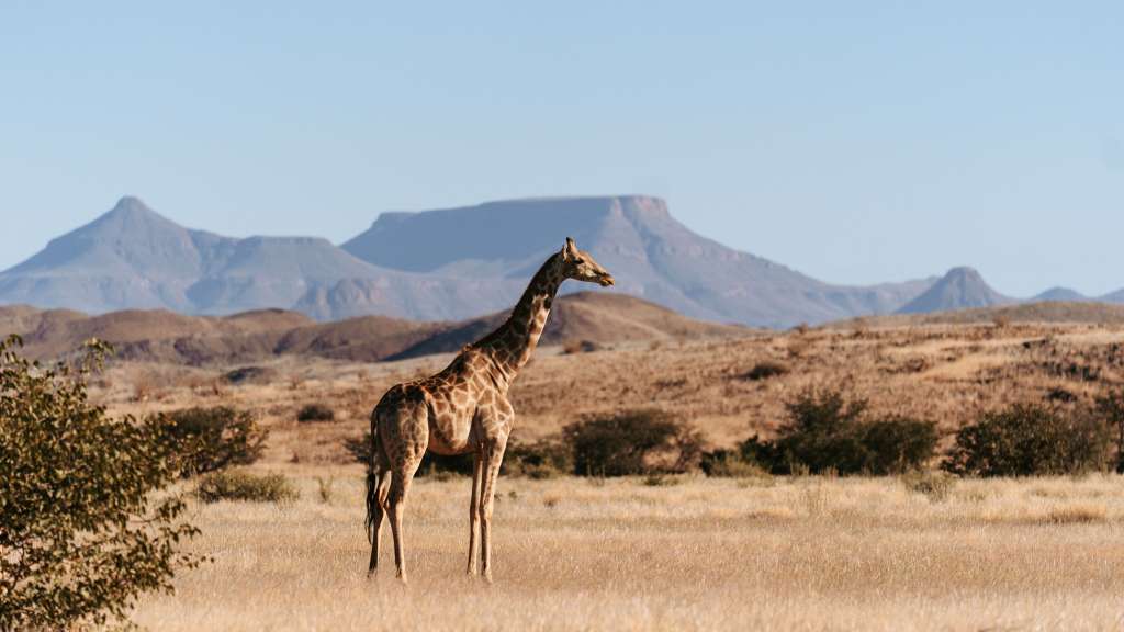 Giraffe im Erongo Gebirge