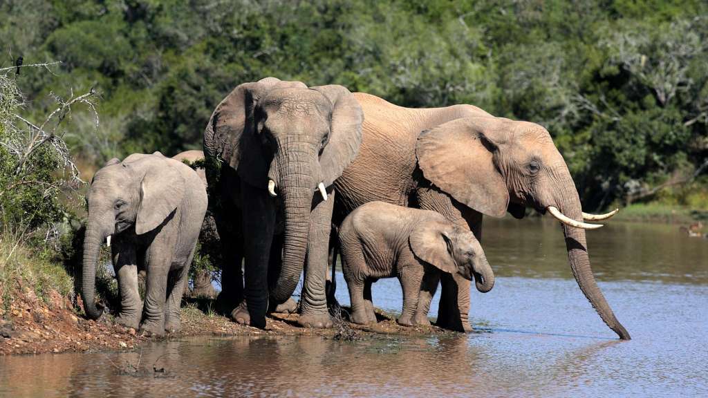 Eine Familie von Elefanten steht neben einem Fluss