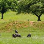 Eine Gruppe von Schweinen, die in einem Feld grasen