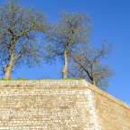 Zwei Bäume stehen auf einer Steinmauer