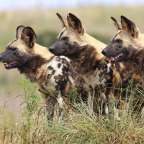 Drei wildhunde stehen nebeneinander im hohen gras