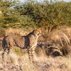 Ein gepard steht in einem grasbewachsenen feld