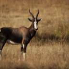 Eine schwarz-weiße Antilope steht in einem Feld