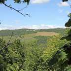 Ein Blick auf einen Weinberg durch die Bäume