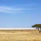 Eine Gruppe von Zebras steht in einem Feld neben einem Baum