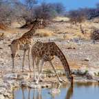 Zwei Giraffen trinken Wasser aus einem Wasserloch