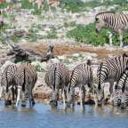 Eine Herde Zebras trinkt Wasser aus einem Wasserloch