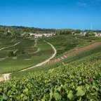 Ein Weinberg mit einem kleinen Dorf im Hintergrund
