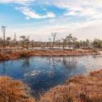 Ein Teich mit Bäumen im Hintergrund und einem blauen Himmel mit Wolken