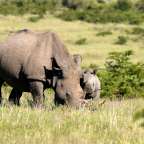 Ein Nashorn und ein Baby stehen auf einer Wiese