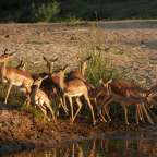 Eine Herde Impala steht neben einem Fluss und trinkt Wasser