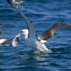 Ein Vogel fliegt mit einem Fisch im Schnabel über das Meer