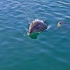 Ein Delphin springt aus dem Wasser