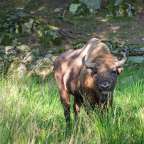 Ein Bison steht im hohen Gras und schaut in die Kamera