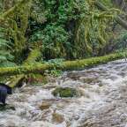 Ein Bär steht auf einem Baumstamm in einem Fluss