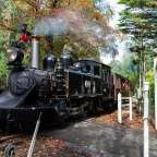 Ein schwarzer Zug mit der Nummer 44 fährt durch einen Wald