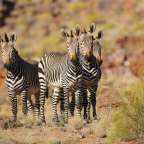 Drei Zebras stehen nebeneinander und schauen in die Kamera