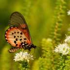 Ein orangefarbener und schwarzer Schmetterling sitzt auf einer weißen Blume