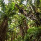 Ein Wald mit vielen Bäumen und Farnen
