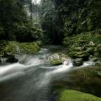 Ein Fluss fließt durch einen üppigen grünen Wald