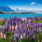 Ein Feld mit lila und rosa Blumen mit einem See im Hintergrund
