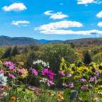 Eine bunte Blumenwiese mit Bergen im Hintergrund