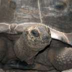 Nahaufnahme einer Schildkröte , die in die Kamera schaut