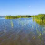 Ein See mit hohem Gras und einem blauen Himmel im Hintergrund