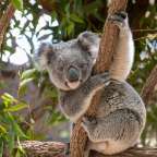 Ein Koala sitzt auf einem Ast und schaut in die Kamera