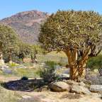 Quiver Trees: Goegap Nature Reserve