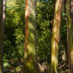 Eine Reihe bunter Bäume in einem Wald