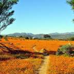 Ein Feld voller orangefarbener Blumen mit Bergen im Hintergrund