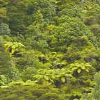 Ein grüner Wald mit vielen Bäumen und Farnen