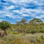 Outback Vegetation im Badgingarra National Park