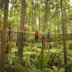 Menschen gehen über eine Brücke in einem Wald