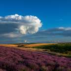 Ein Lavendelfeld mit einem großen weißen Wolke im Hintergrund